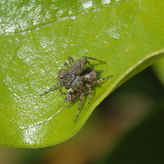 Saitis variegatus