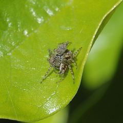 Saitis variegatus