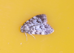 Scaphidriotis xylogramma