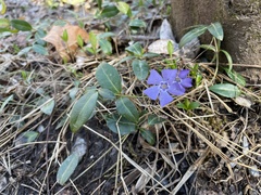 Vinca minor