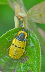 Chauliognathus missionum