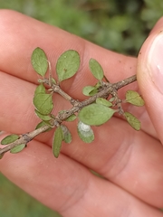 Coprosma wallii