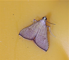 Endotricha pyrosalis