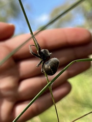Socca pustulosa