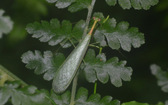 Chloromiopteryx