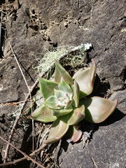 Dudleya cymosa