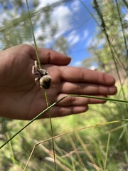Socca pustulosa