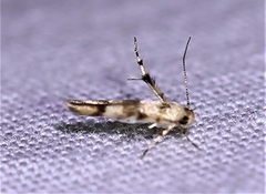 Stathmopoda tritophaea
