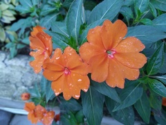 Impatiens hawkeri