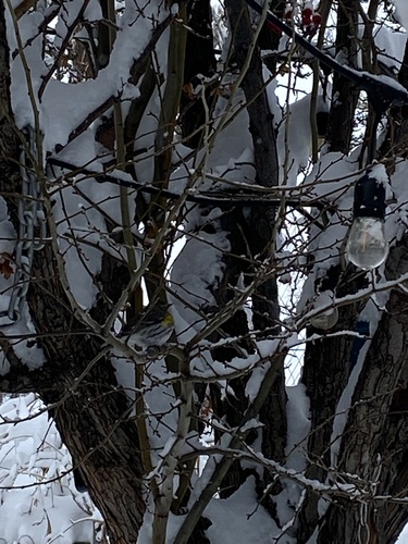 Myrtle Warbler photographed in Utah