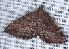 Chrysolarentia bichromata