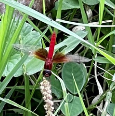 Brachythemis lacustris