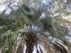 Butia capitata