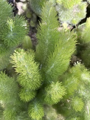Adenanthos sericeus