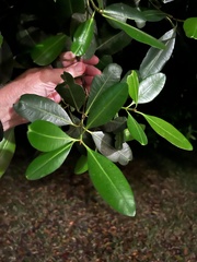 Calophyllum inophyllum
