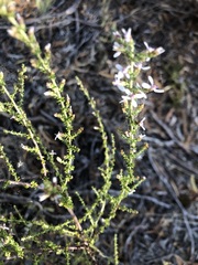 Olearia lanuginosa