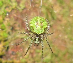 Cryptaranea atrihastula