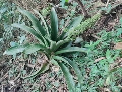 Aechmea mexicana image