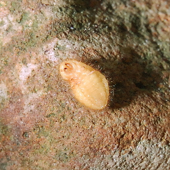 Eurhizococcus