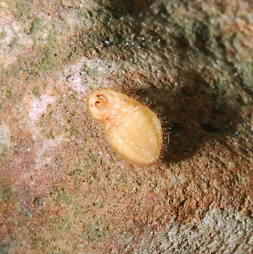 Cochonilha-pérola-da-terra