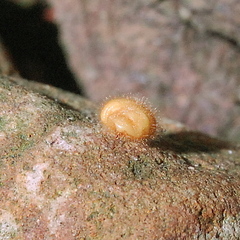 Eurhizococcus brasiliensis