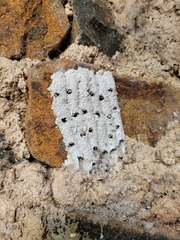 Metapolybia