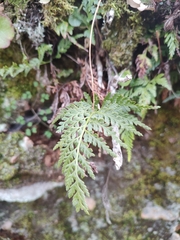 Asplenium onopteris