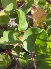 Muehlenbeckia adpressa