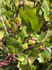 Muehlenbeckia adpressa