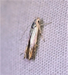 Thiotricha atractodes