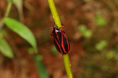 Typeschata marginata