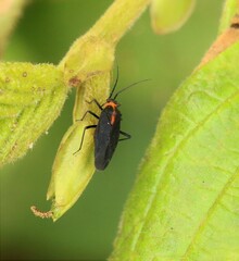 Prepops rubellicollis