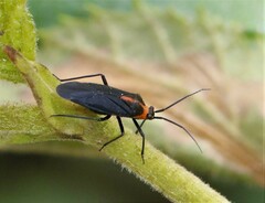 Prepops rubellicollis