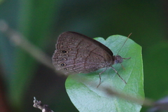 Hermeuptychia canthe