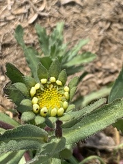Layia platyglossa