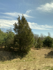 Juniperus virginiana virginiana