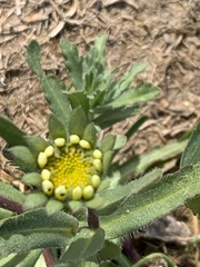 Layia platyglossa