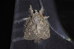 Euglyphis melancholica