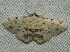 Sandava scitisignata