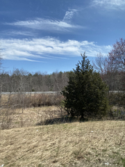 Juniperus virginiana virginiana