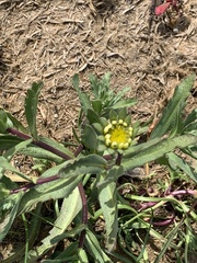 Layia platyglossa