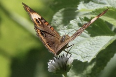 Junonia zonalis