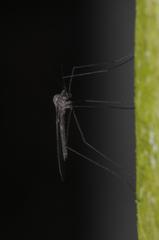 Trichocera