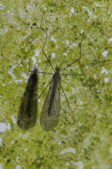 Trichocera
