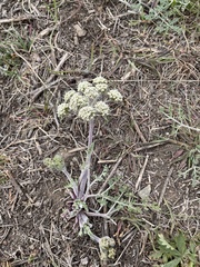 Lomatium foeniculaceum