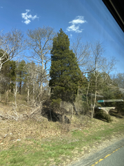 Juniperus virginiana virginiana