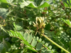 Astragalus boeticus