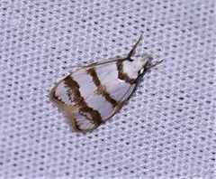 Chezala brachypepla