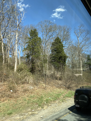 Juniperus virginiana virginiana