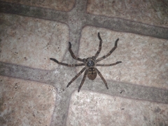 Polybetes pythagoricus